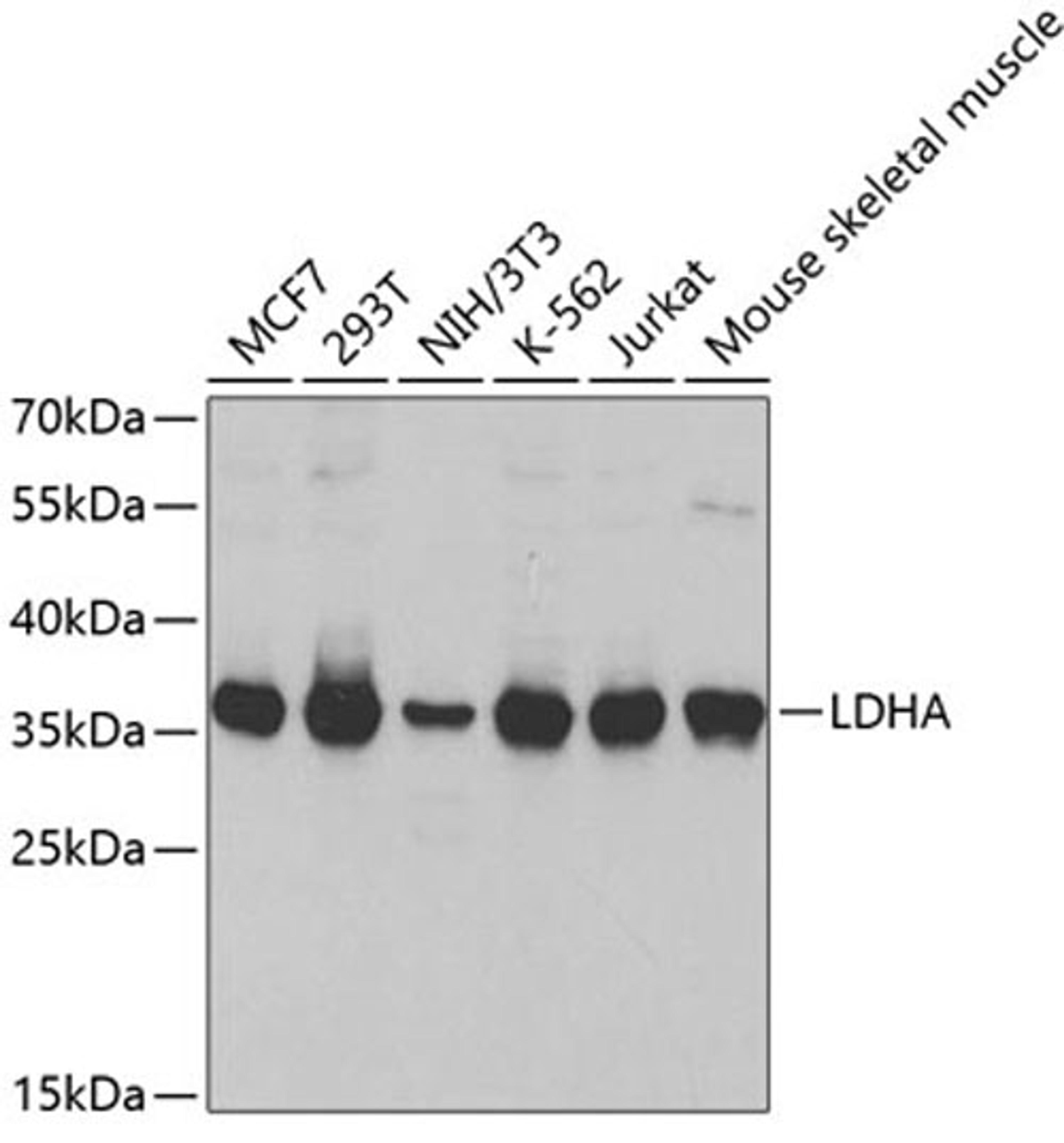 Western blot - LDHA antibody (A1146)