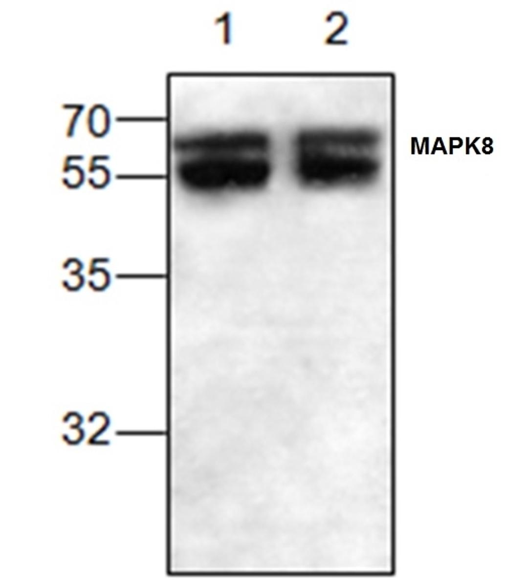 Western blot analysis of Jurkat cell lysate probed with Rabbit anti MAPK8 / JNK1 antibody