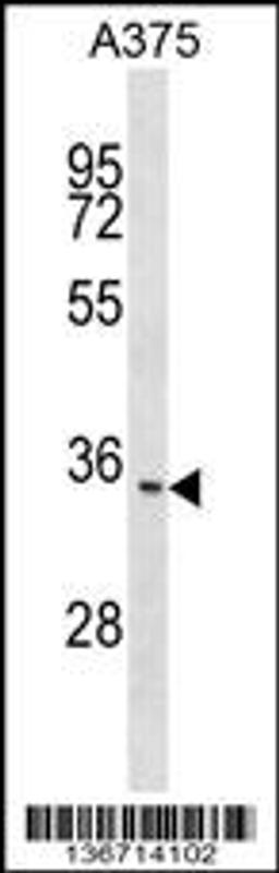 Western blot analysis in A375 cell line lysates (35ug/lane).