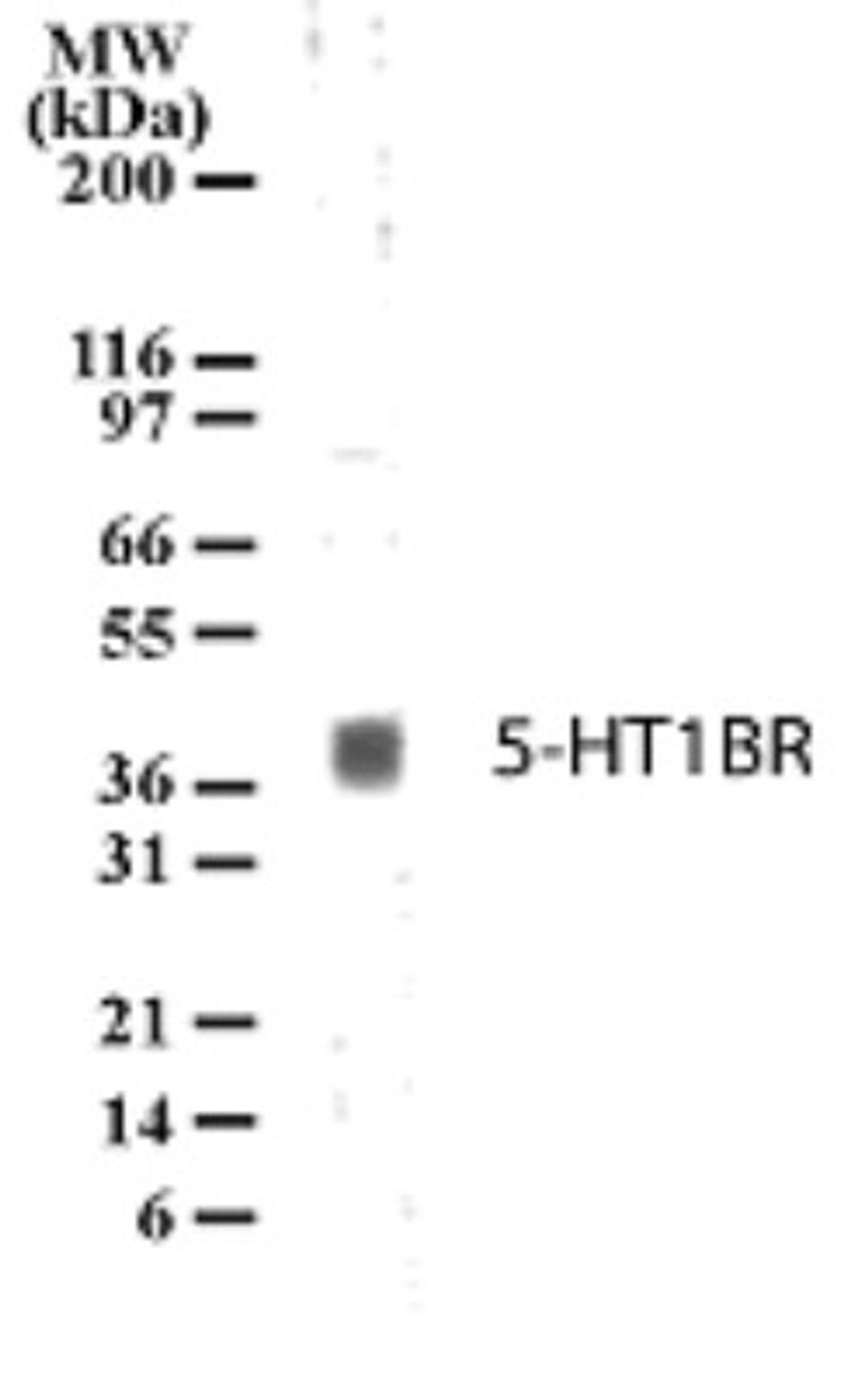 Western Blot: 5HT1B Receptor Antibody [NB100-56350] - Analysis of 5HT1BR in human brain lysate with anti-5-HT1BR pcAb (NB100-56350). A protein band of approximate molecular weight of 40-41kDa was detected.