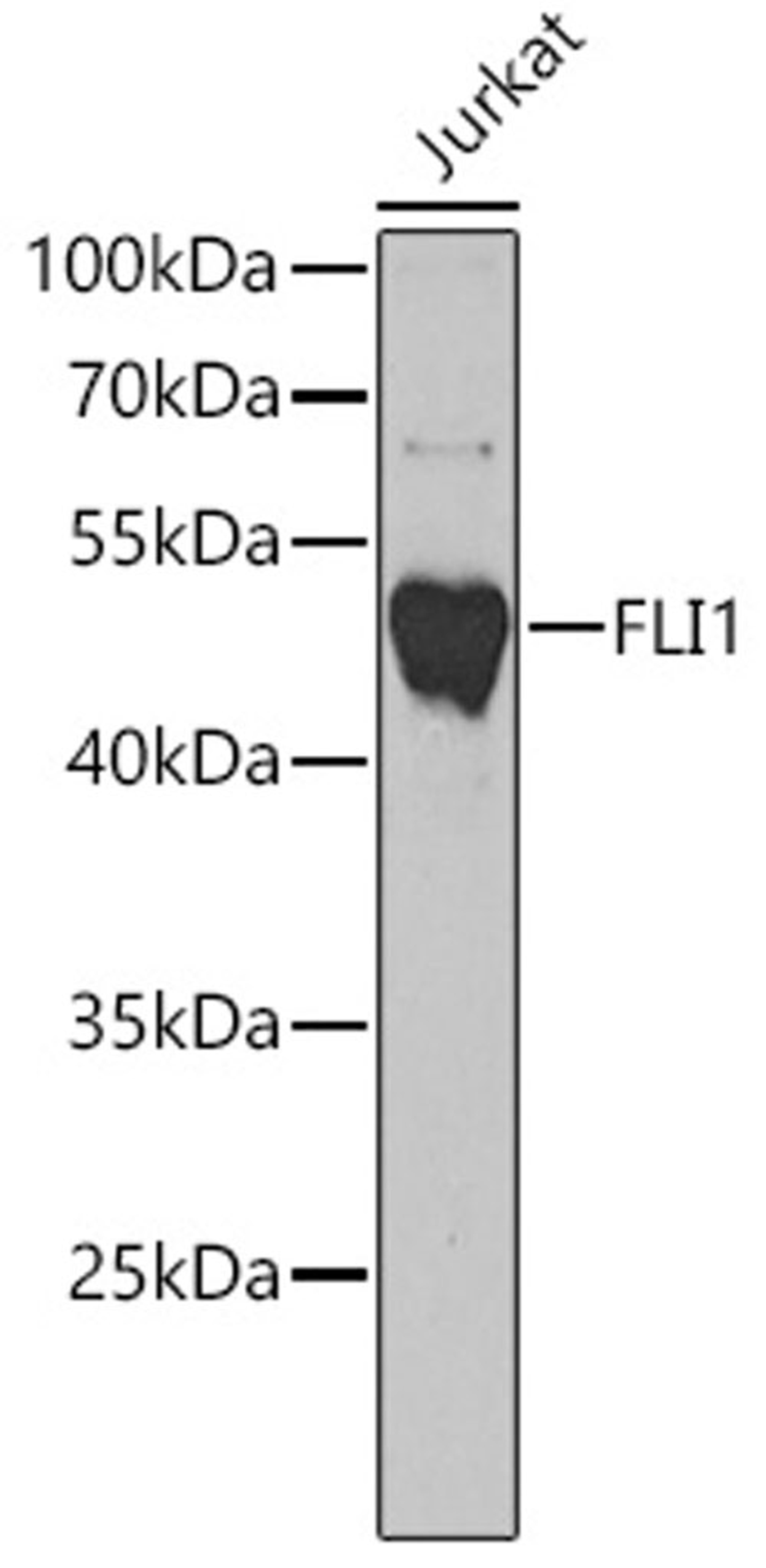 Western blot - FLI1 antibody (A5644)