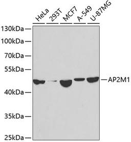 Western blot - AP2M1 antibody (A2492)