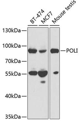 Western blot - POLI antibody (A1942)