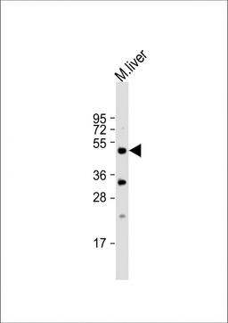 Western Blot at 1:1000 dilution + mouse liver lysate Lysates/proteins at 20 ug per lane.