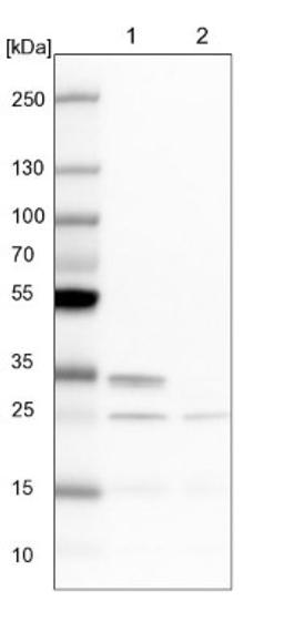 Western Blot: CLE7 homolog Antibody [NBP1-84498] - Lane 1: NIH-3T3 cell lysate (Mouse embryonic fibroblast cells)<br/>Lane 2: NBT-II cell lysate (Rat Wistar bladder tumour cells)