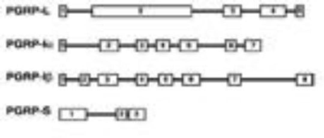 Flow Cytometry: PGRP1A Antibody (187C434) [NB100-56729] - Genomic organization of PGRPs.