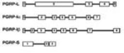 Flow Cytometry: PGRP1A Antibody (187C434) [NB100-56729] - Genomic organization of PGRPs.