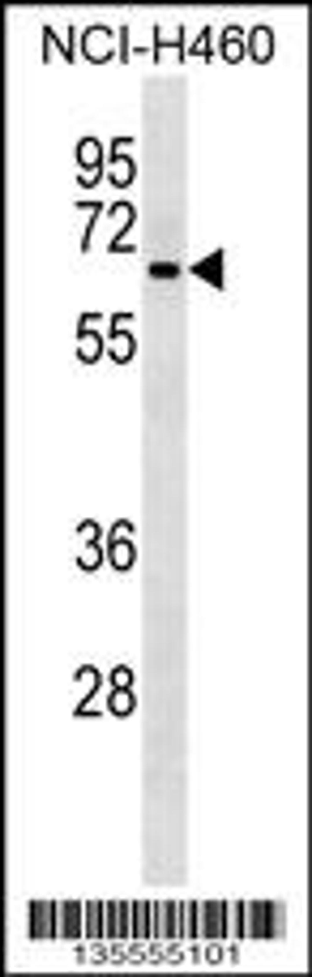 Western blot analysis in NCI-H460 cell line lysates (35ug/lane).