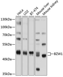 Western blot - BZW1 antibody (A3359)