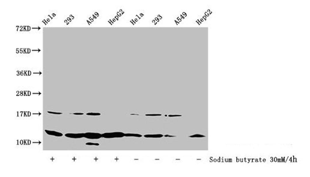 Western Blot. Detected samples: Hela whole cell lysate, 293 whole cell lysate, A549 whole cell lysate, HepG2 whole cell lysate; Untreated (-) or treated (+) with 30mM sodium butyrate for 4h. All lanes: HIST1H4A antibody at 1:100. Secondary. Goat polyclonal to rabbit IgG at 1/50000 dilution. Predicted band size: 12 kDa. Observed band size: 12 kDa