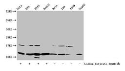 Western Blot. Detected samples: Hela whole cell lysate, 293 whole cell lysate, A549 whole cell lysate, HepG2 whole cell lysate; Untreated (-) or treated (+) with 30mM sodium butyrate for 4h. All lanes: HIST1H4A antibody at 1:100. Secondary. Goat polyclonal to rabbit IgG at 1/50000 dilution. Predicted band size: 12 kDa. Observed band size: 12 kDa