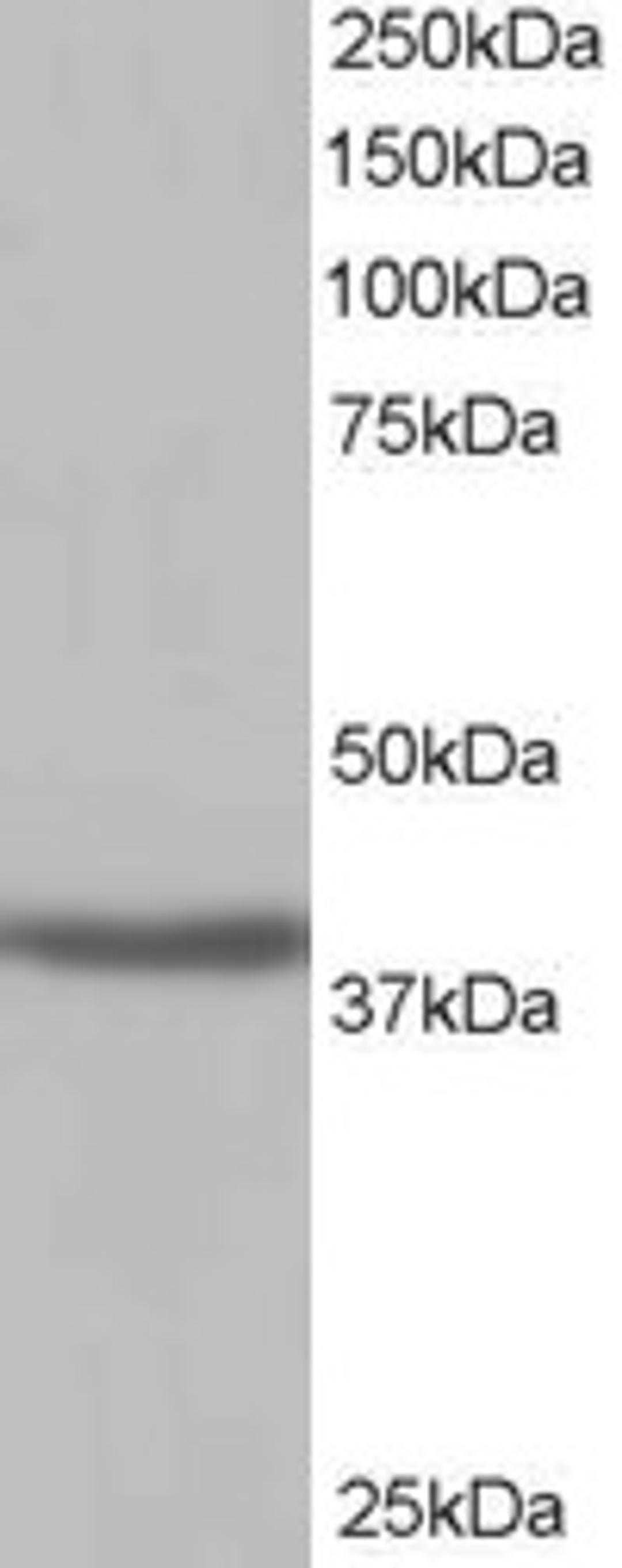 46-373 (1ug/ml) staining of Human Kidney lysate (35ug protein in RIPA buffer). Detected by chemiluminescence.