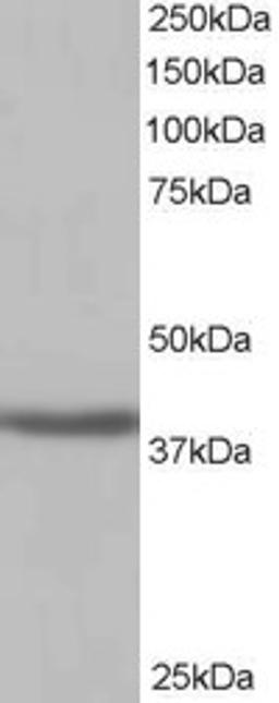 46-373 (1ug/ml) staining of Human Kidney lysate (35ug protein in RIPA buffer). Detected by chemiluminescence.