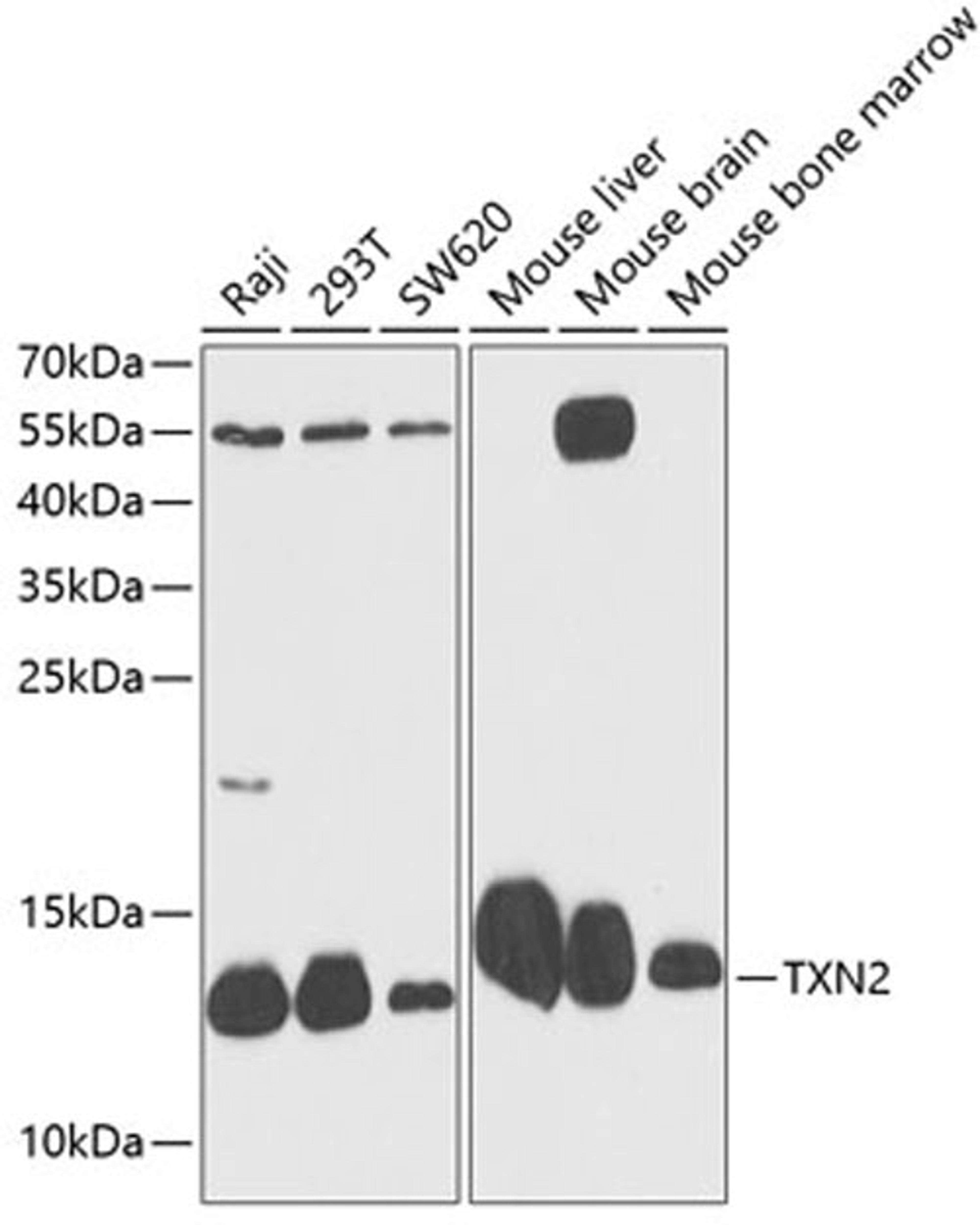 Western blot - TXN2 antibody (A12591)