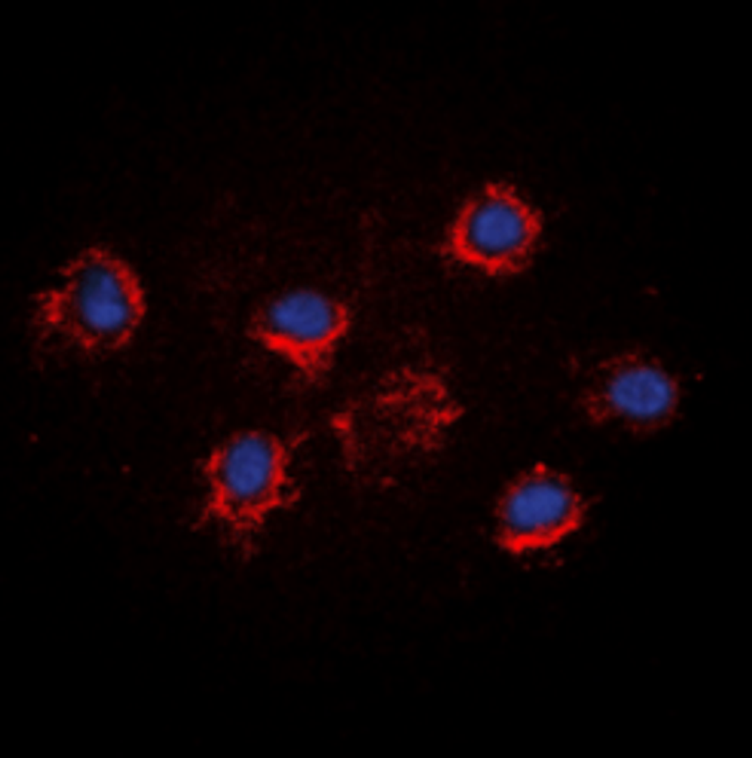 Immunofluorescence analysis of HeLa cells using FGF18 antibody