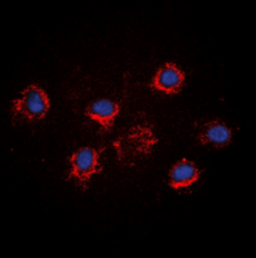 Immunofluorescence analysis of HeLa cells using FGF18 antibody