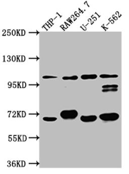 Western Blot. Positive WB detected in: THP-1 whole cell lysate, RAW264.7 whole cell lysate, U-251 whole cell lysate, K562 whole cell lysate. All lanes: TLR5 antibody at 1:1000. Secondary. Goat polyclonal to rabbit IgG at 1/50000 dilution. Predicted band size: 98 kDa. Observed band size: 98 kDa.