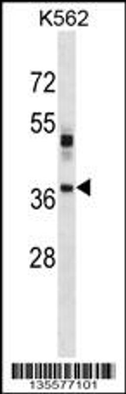 Western blot analysis in K562 cell line lysates (35ug/lane).