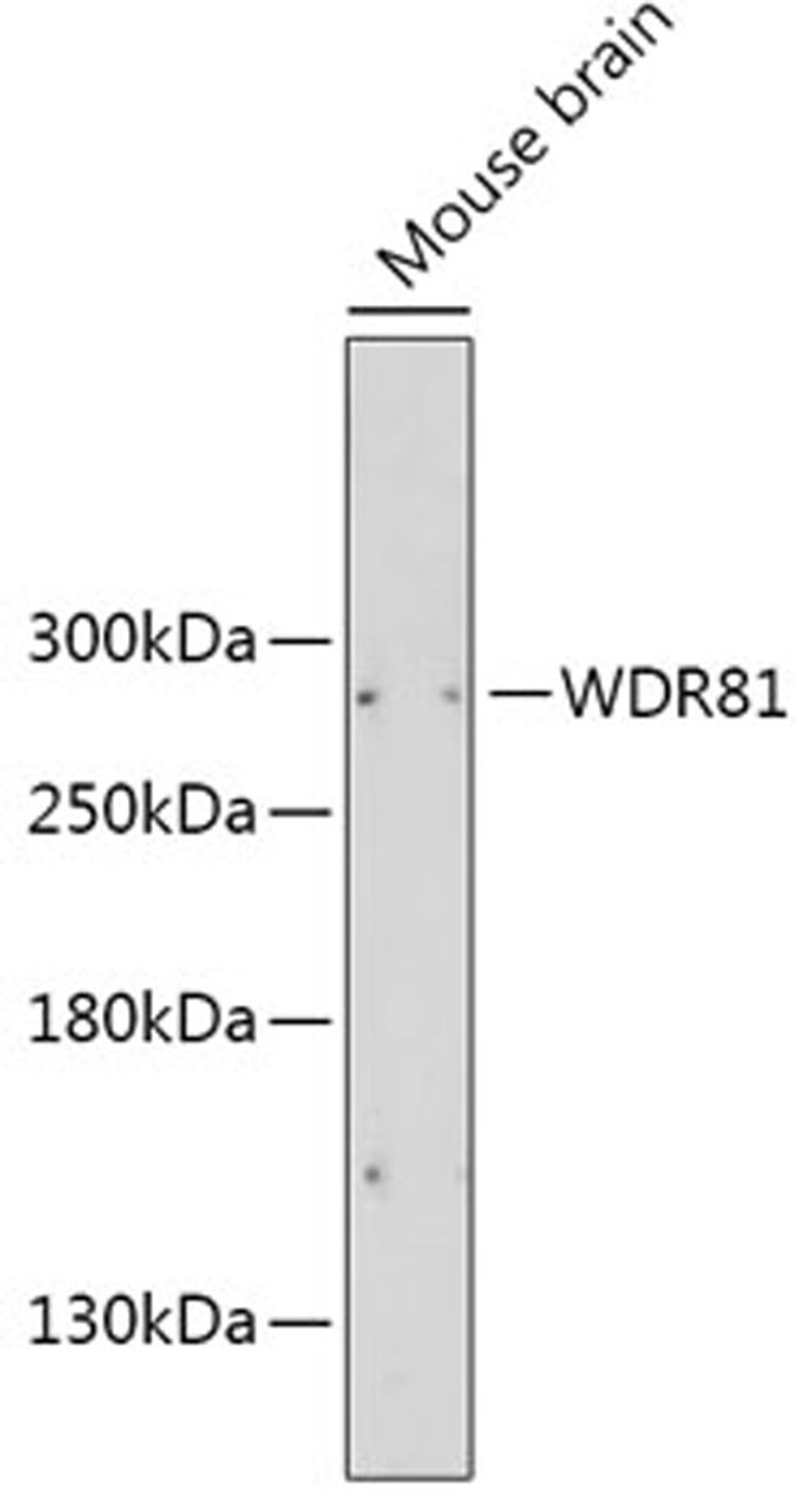 Western blot - WDR81 antibody (A12780)