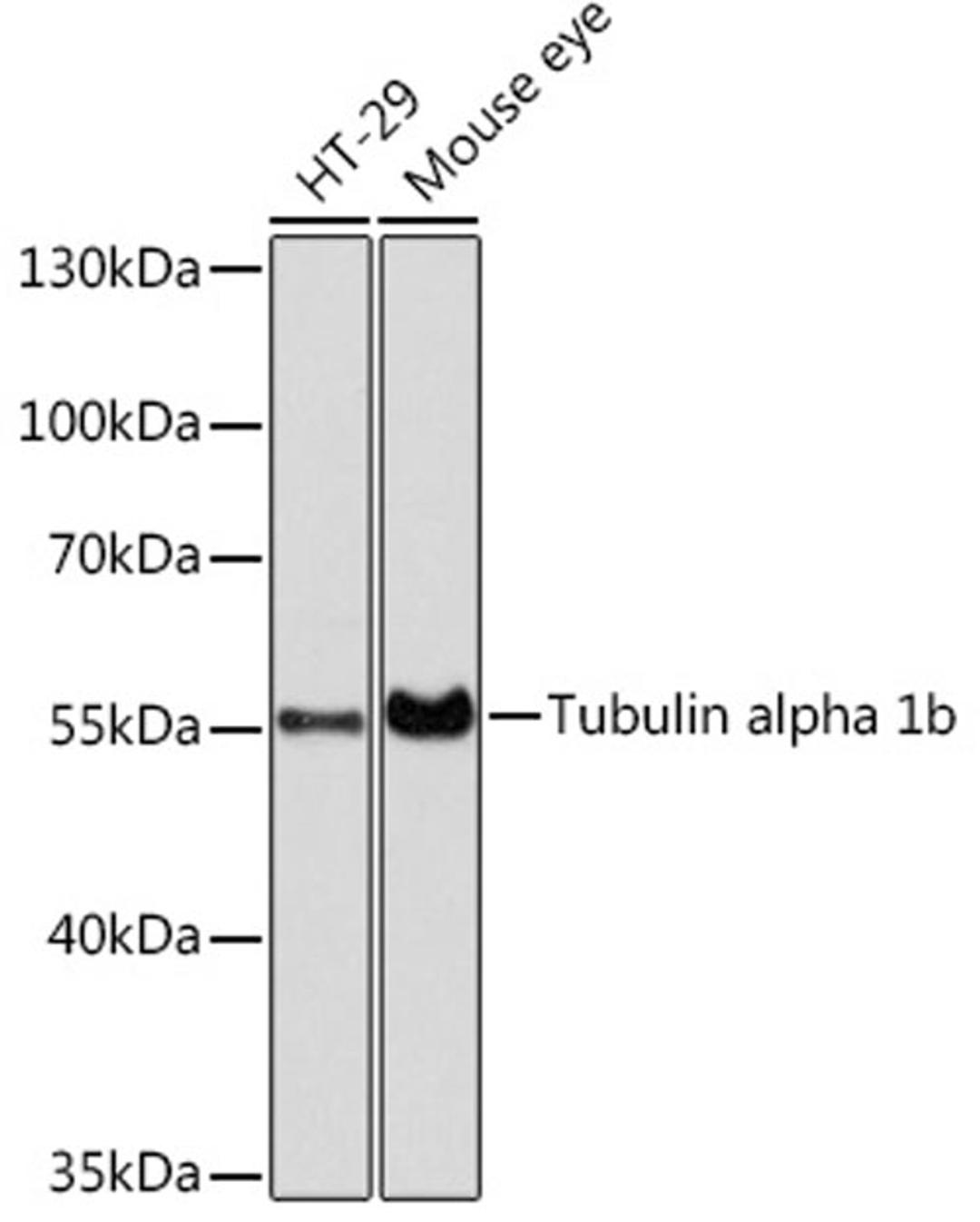 Western blot - Tubulin alpha 1b antibody (AC025)