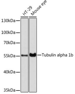 Western blot - Tubulin alpha 1b antibody (AC025)