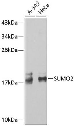 Western blot - SUMO2 antibody (A2486)