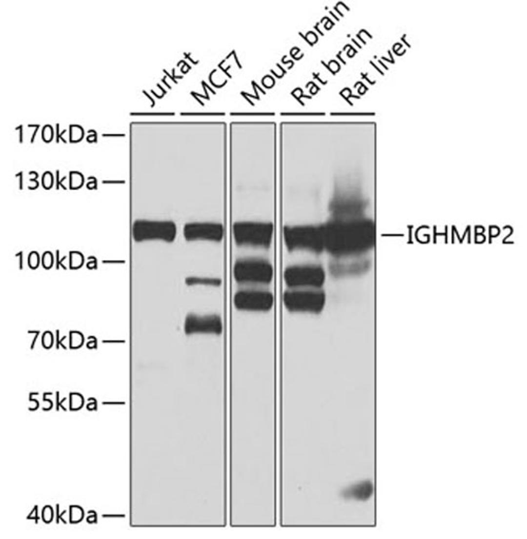 Western blot - IGHMBP2 antibody (A7240)