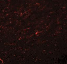 Immunofluorescence: TCF-3/E2A Antibody [NBP1-77119] - Rat brain tissue at 20 ug/mL.