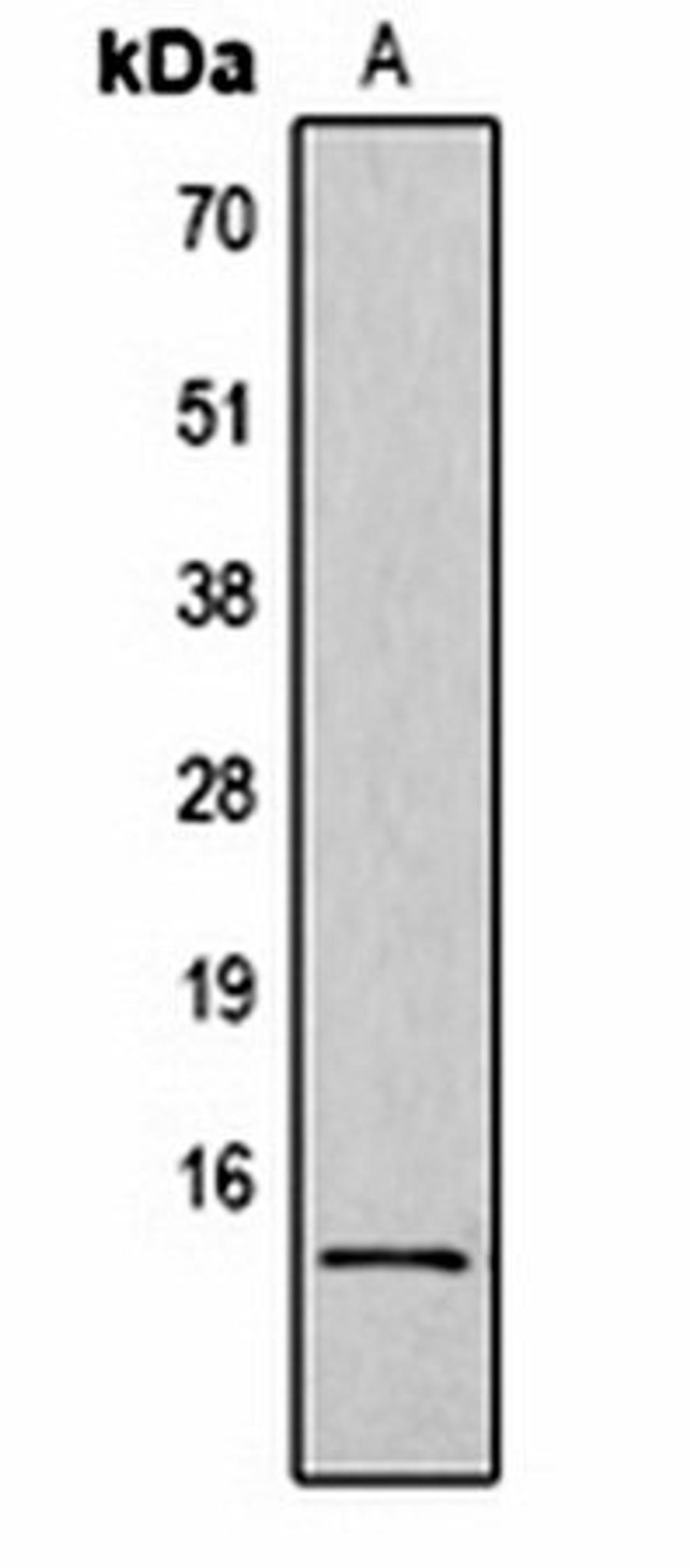 Western blot analysis of Hela (Lane1) whole cell lysates using Histone H2B (Phospho-S32) antibody