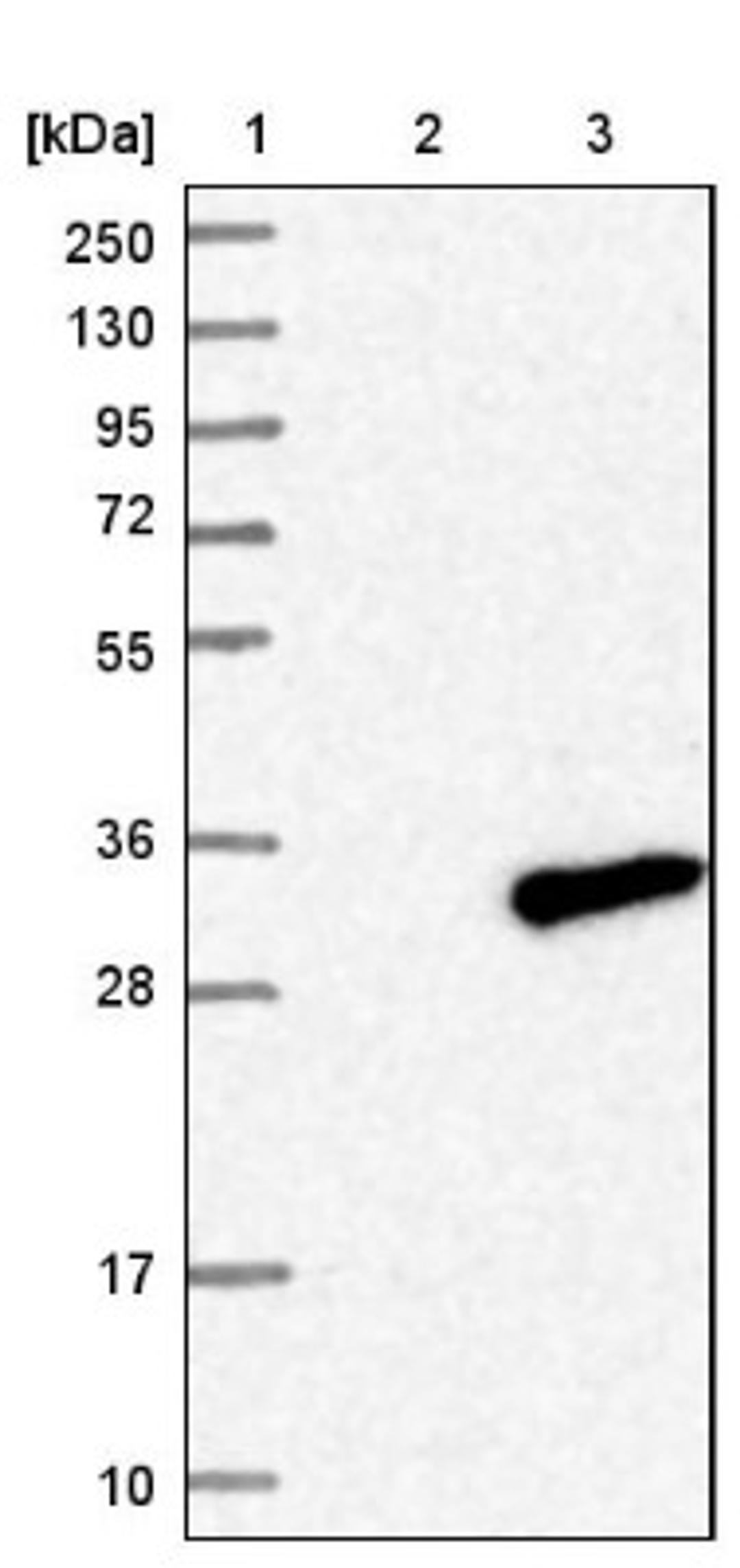 Western Blot: C7orf29 Antibody [NBP1-86035] - Lane 1: Marker [kDa] 250, 130, 95, 72, 55, 36, 28, 17, 10<br/>Lane 2: Negative control (vector only transfected HEK293T lysate)<br/>Lane 3: Over-expression lysate (Co-expressed with a C-terminal myc-DDK tag (~3.1 kDa) in mammalian HEK293T cells, LY408689)