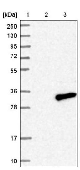 Western Blot: C7orf29 Antibody [NBP1-86035] - Lane 1: Marker [kDa] 250, 130, 95, 72, 55, 36, 28, 17, 10<br/>Lane 2: Negative control (vector only transfected HEK293T lysate)<br/>Lane 3: Over-expression lysate (Co-expressed with a C-terminal myc-DDK tag (~3.1 kDa) in mammalian HEK293T cells, LY408689)