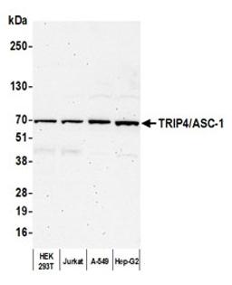 Detection of human TRIP4/ASC-1 by western blot.