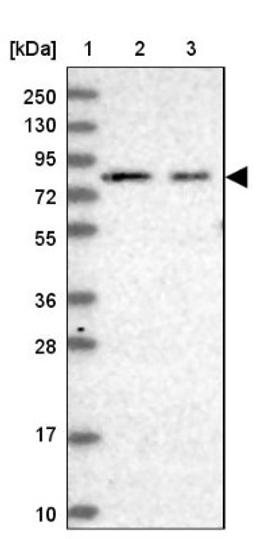 Western Blot: PDZRN4 Antibody [NBP1-85144] - Lane 1: Marker [kDa] 250, 130, 95, 72, 55, 36, 28, 17, 10<br/>Lane 2: Human cell line RT-4<br/>Lane 3: Human cell line U-251MG sp