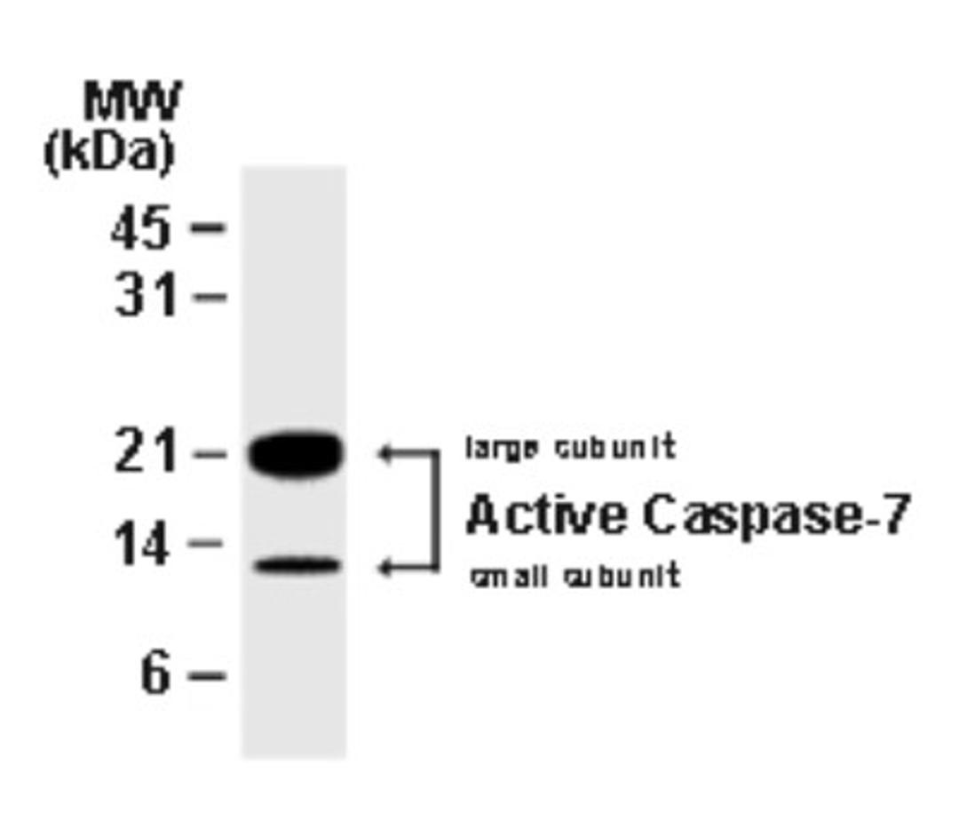 Western Blot: active/cleaved Caspase 7 Antibody [NB100-56115] - analysis of Caspase-7. Recombinant catalytically active Caspase-7 was western blotted with anti-Active/Cleaved Caspase-7 . The antisera detected both the large and small subunits of active/cleaved Caspase-7.