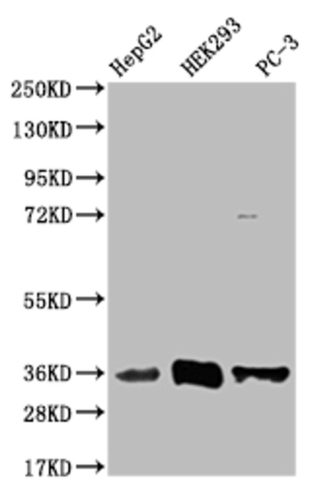 Western Blot. Positive WB detected in: HepG2 whole cell lysate, HEK293 whole cell lysate, PC-3 whole cell lysate. All lanes: NTHL1 antibody at 1:1000. Secondary. Goat polyclonal to rabbit IgG at 1/50000 dilution. Predicted band size: 35, 34, 33 kDa. Observed band size: 35 kDa. 