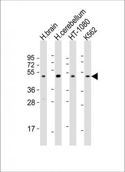 Western Blot at 1:2000 dilution Lane 1: human brain lysate Lane 2: human cerebellum lysate Lane 3: HT-1080 whole cell lysate Lane 4: K562 whole cell lysate Lysates/proteins at 20 ug per lane.