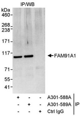 Detection of human FAM91A1 by western blot of immunoprecipitates.