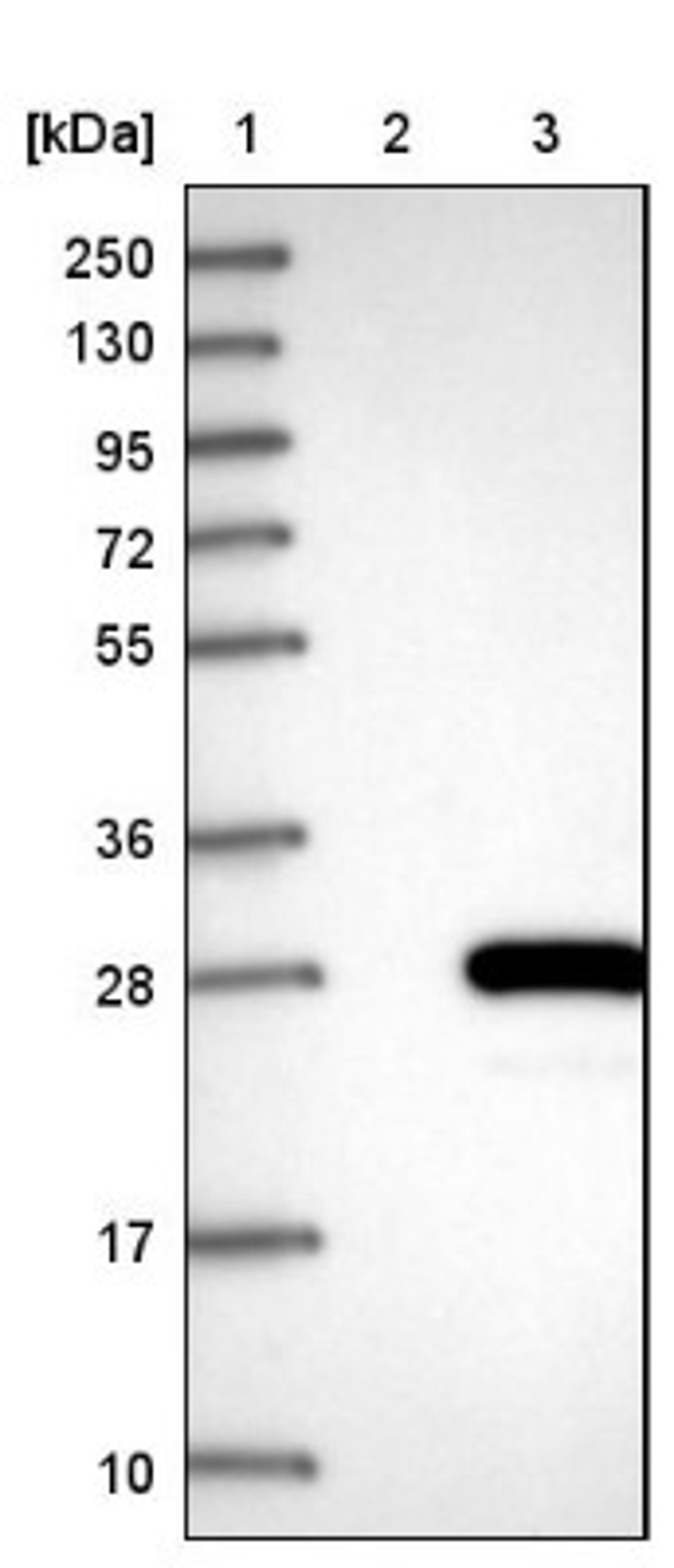 Western Blot: CRYGS Antibody [NBP1-84375] - Lane 1: Marker [kDa] 250, 130, 95, 72, 55, 36, 28, 17, 10<br/>Lane 2: Negative control (vector only transfected HEK293T lysate)<br/>Lane 3: Over-expression lysate (Co-expressed with a C-terminal myc-DDK tag (~3.1 kDa) in mammalian HEK293T cells, LY413729)