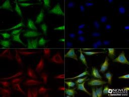 Immunocytochemistry/Immunofluorescence: PGC1 alpha Antibody [NBP1-04676] - HeLa cells were fixed for 10 minutes using 10% formalin and then permeabilized for 5 minutes using 1X TBS + 0.5% Triton-X100. The cells were incubated with anti-PGC-1 alpha [NBP1-04676] at a 1:200 dilution overnight at 4C and detected with an anti-rabbit Dylight 488 (Green) at a 1:500 dilution. Alpha tubulin (DM1A) [NB100-690] was used as a co-stain at a 1:1000 dilution and detected with an anti-mouse Dylight 550 (Red) at a 1:500 dilution. Nuclei were counterstained with DAPI (Blue). Cells were imaged using a 40X objective.