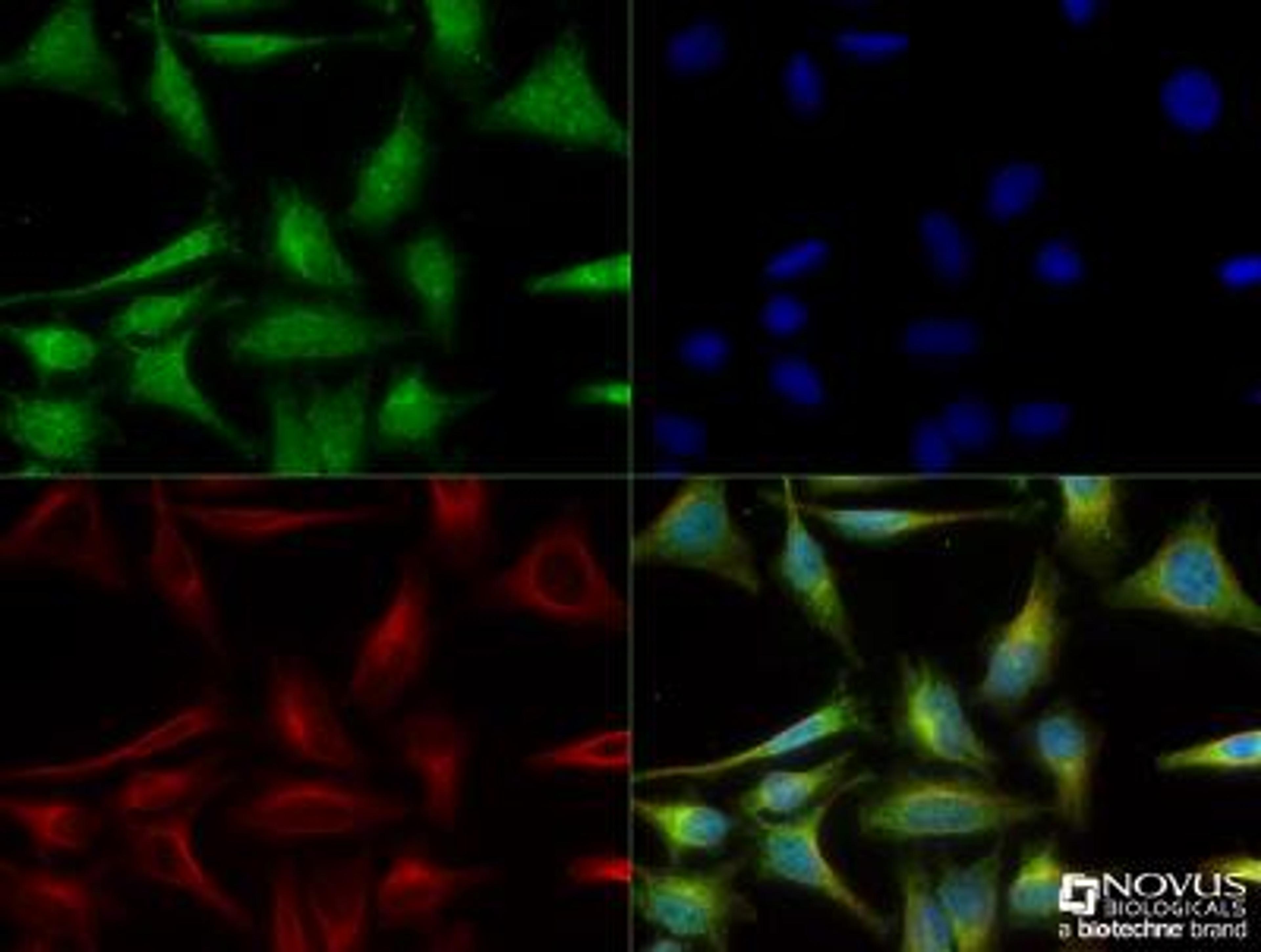 Immunocytochemistry/Immunofluorescence: PGC1 alpha Antibody [NBP1-04676] - HeLa cells were fixed for 10 minutes using 10% formalin and then permeabilized for 5 minutes using 1X TBS + 0.5% Triton-X100. The cells were incubated with anti-PGC-1 alpha [NBP1-04676] at a 1:200 dilution overnight at 4C and detected with an anti-rabbit Dylight 488 (Green) at a 1:500 dilution. Alpha tubulin (DM1A) [NB100-690] was used as a co-stain at a 1:1000 dilution and detected with an anti-mouse Dylight 550 (Red) at a 1:500 dilution. Nuclei were counterstained with DAPI (Blue). Cells were imaged using a 40X objective.