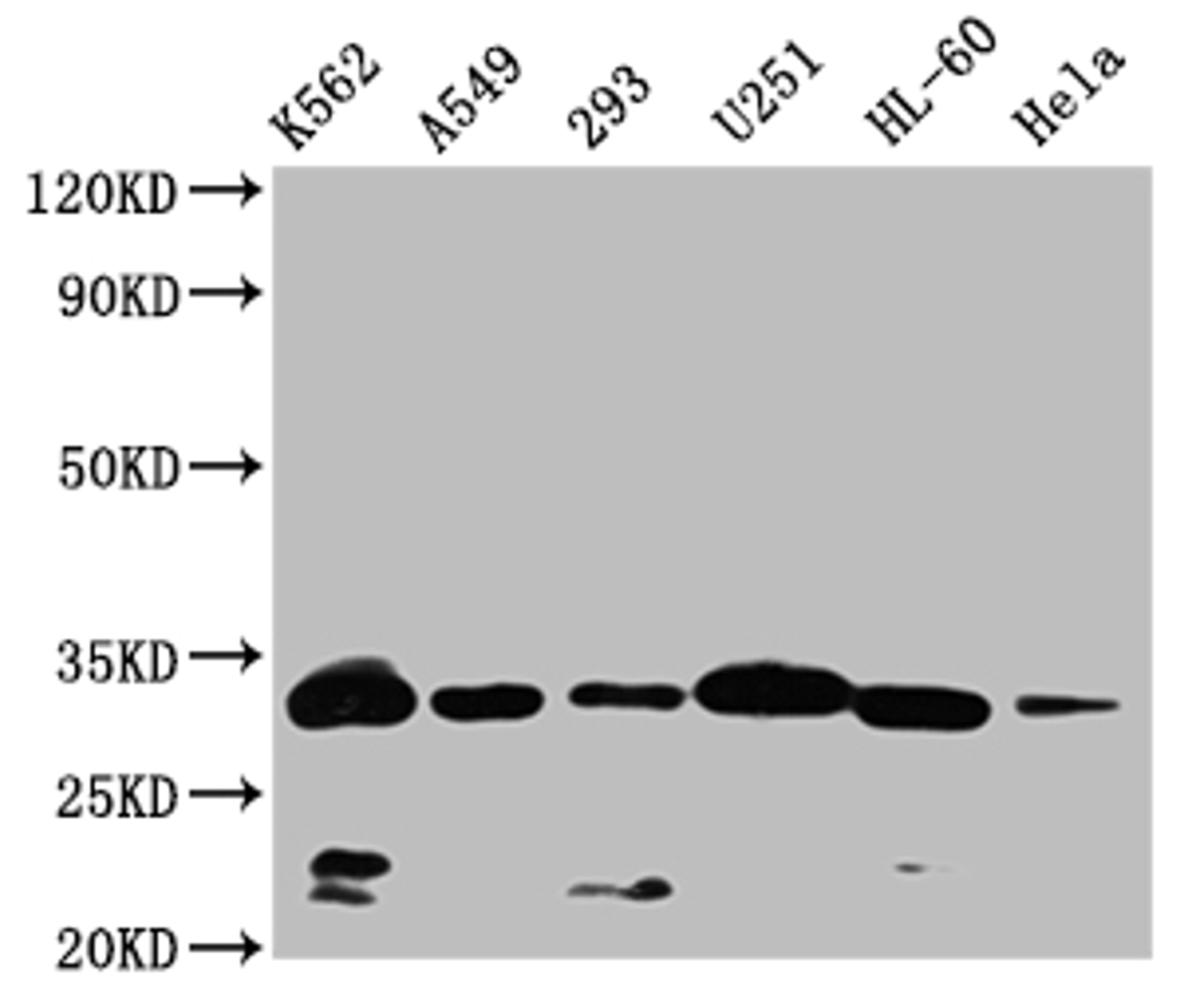 Western Blot. Positive WB detected in: K562 whole cell lysate,A549 whole cell lysate,293 whole cell lysate,U251 whole cell lysate,HL-60 whole cell lysate,Hela whole cell lysate. All lanes: VDAC3 antibody at 1:1000. Secondary. Goat polyclonal to rabbit IgG at 1/50000 dilution. Predicted band size: 31 kDa. Observed band size: 32 kDa.