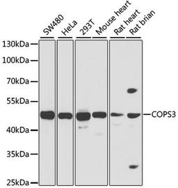 Western blot - COPS3 antibody (A7017)