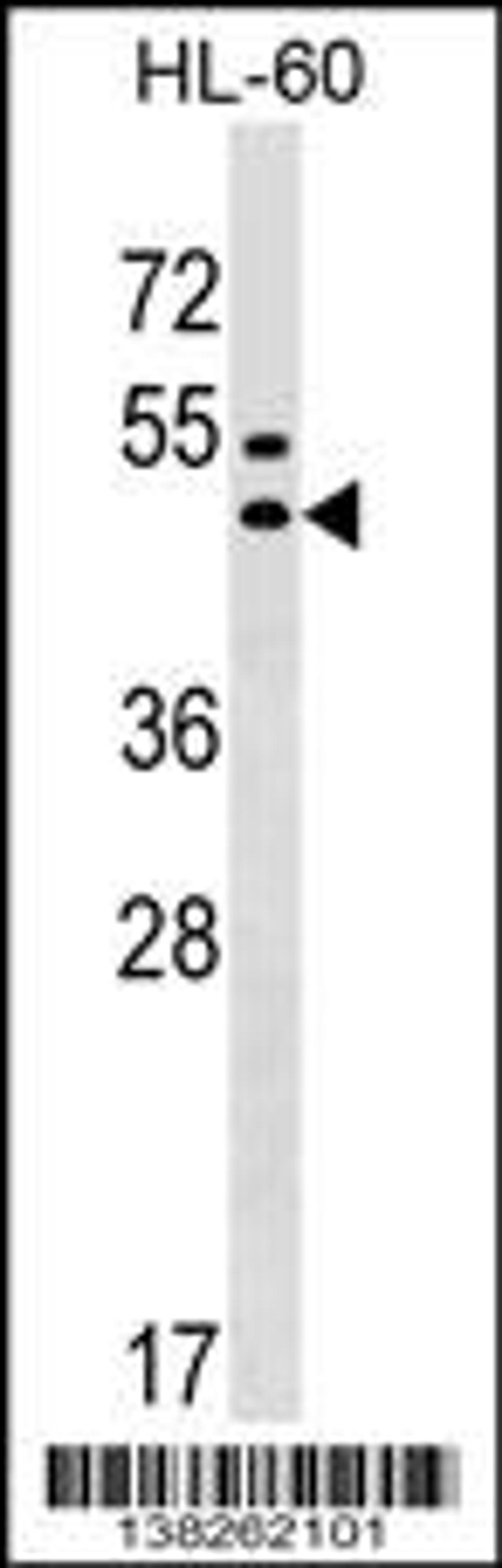 Western blot analysis in HL-60 cell line lysates (35ug/lane).