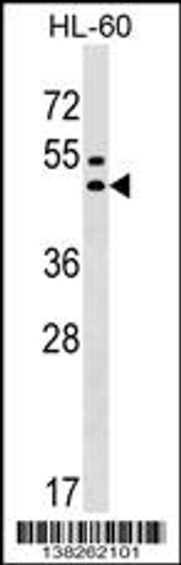 Western blot analysis in HL-60 cell line lysates (35ug/lane).