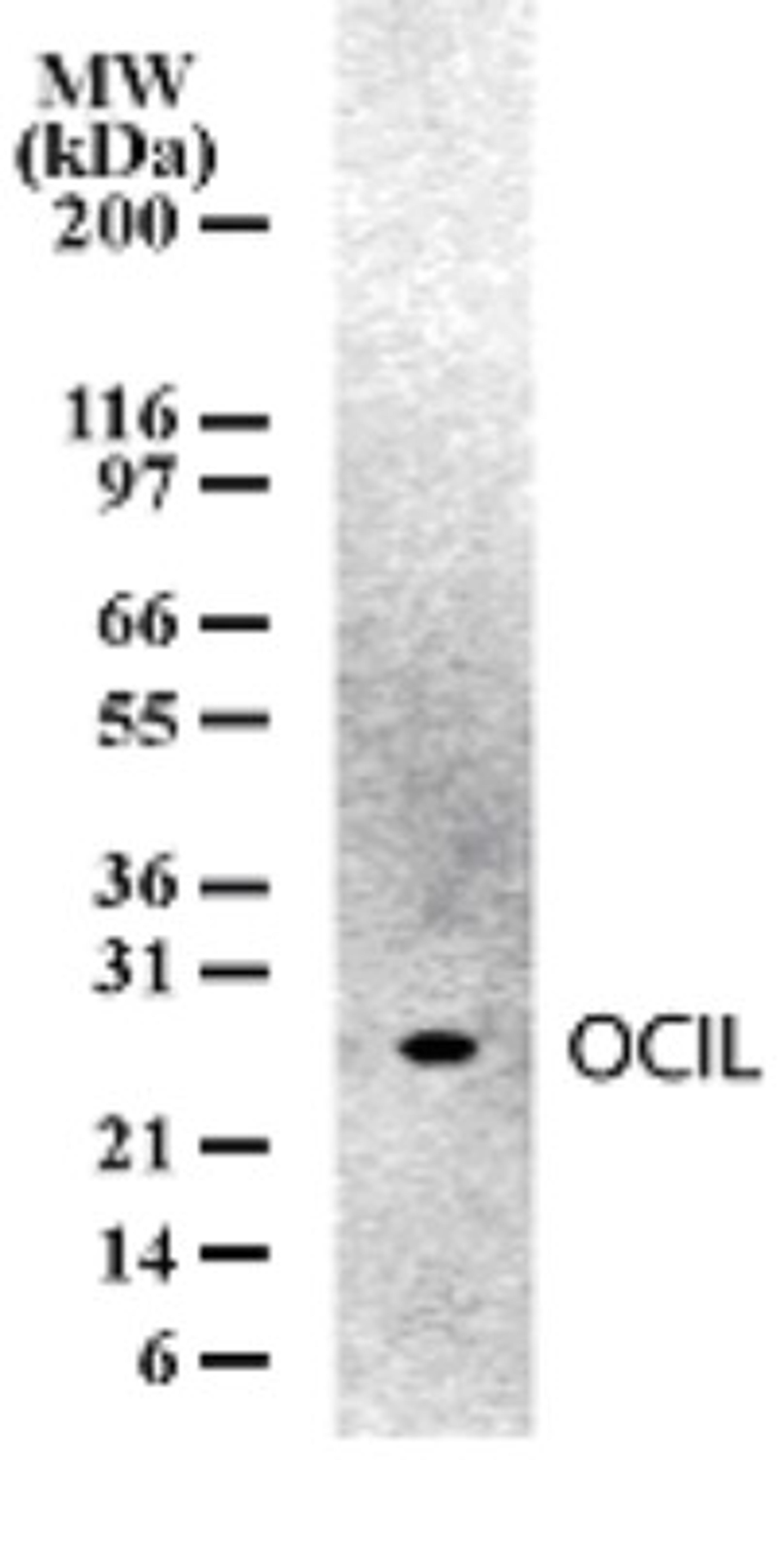 Western Blot: CLEC2D Antibody (166C1309) [NB100-56553] - Analysis of OCIL in mouse spleen cell lysates. Thirty microgram of cell lysates per lane of mini gel was analyzed in Western blotting using this antibody.