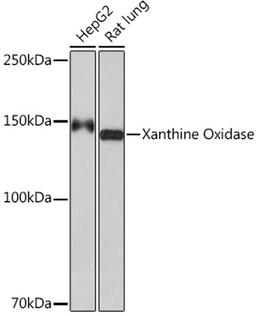 Western blot - Xanthine Oxidase Rabbit mAb (A9022)