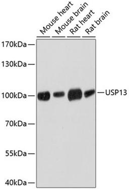 Western blot - USP13 antibody (A10264)