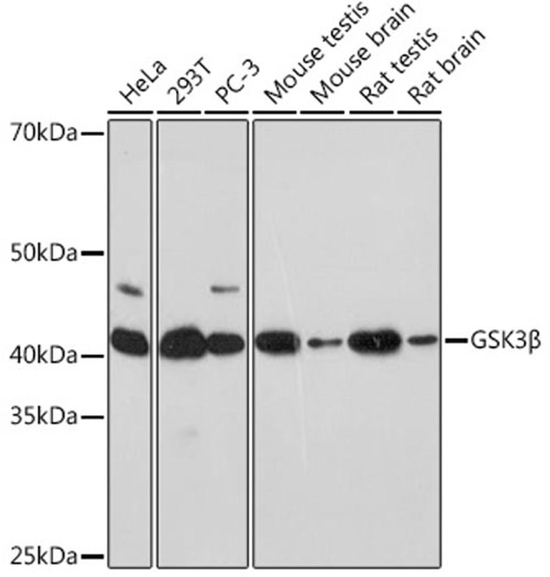 Western blot - GSK3ß pAb (A11731)