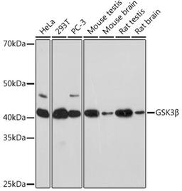 Western blot - GSK3ß pAb (A11731)