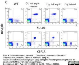 Mouse anti Chicken monocytes/macrophages antibody, clone KUL01 used for flow cytometry studies